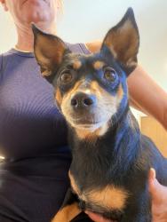 Found/Stray Female Dog last seen Bullard/168, Clovis, CA 93612