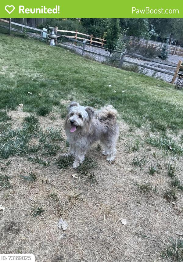 Reunited Unknown Dog last seen Dry Creek and Holly, Centennial, CO 80122