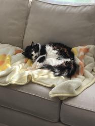Lost Female Cat last seen the street of Aleppo Lane, Raleigh, NC 27613