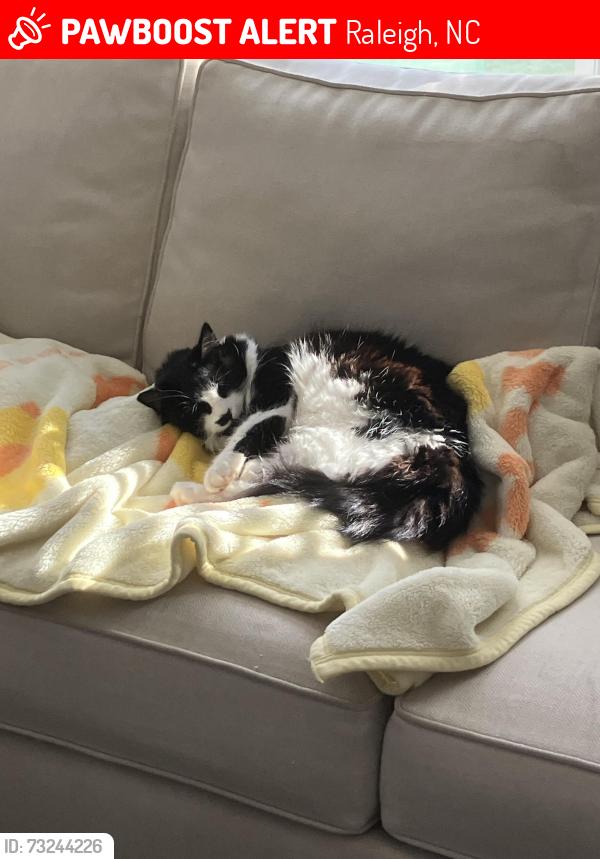 Lost Female Cat last seen the street of Aleppo Lane, Raleigh, NC 27613