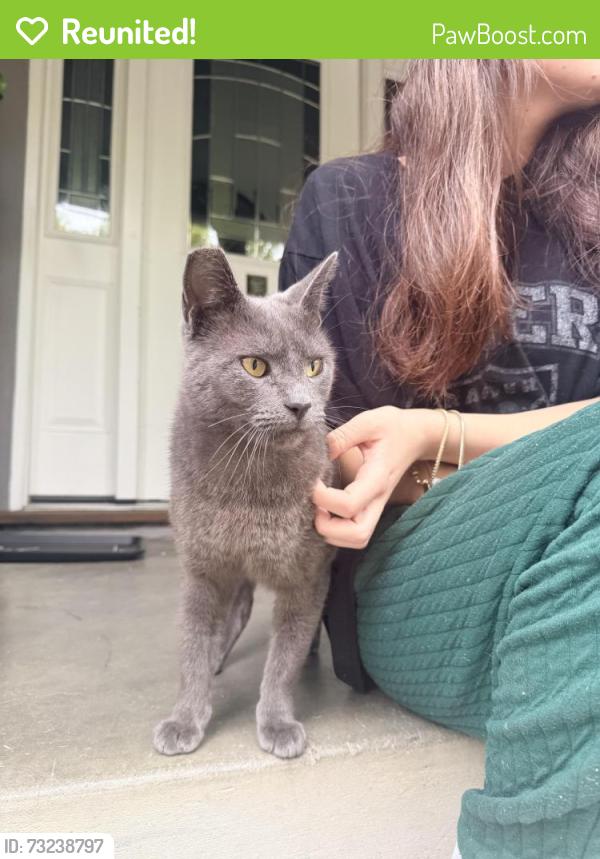 Reunited Unknown Cat last seen Laguna at Delmar, Oakland, CA 94602