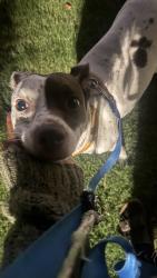 Reunited Female Dog last seen Near Shannon Rd, Durham, NC 27707, USA, Durham, NC 27707
