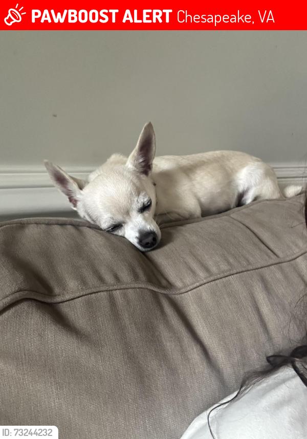 Lost Male Dog last seen near the crossing of millville, Chesapeake, VA 23323