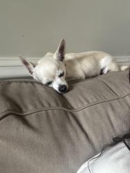Lost Male Dog last seen near the crossing of millville, Chesapeake, VA 23323