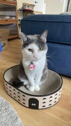 Lost Female Cat last seen Tustin Fields, Tustin, CA 92782