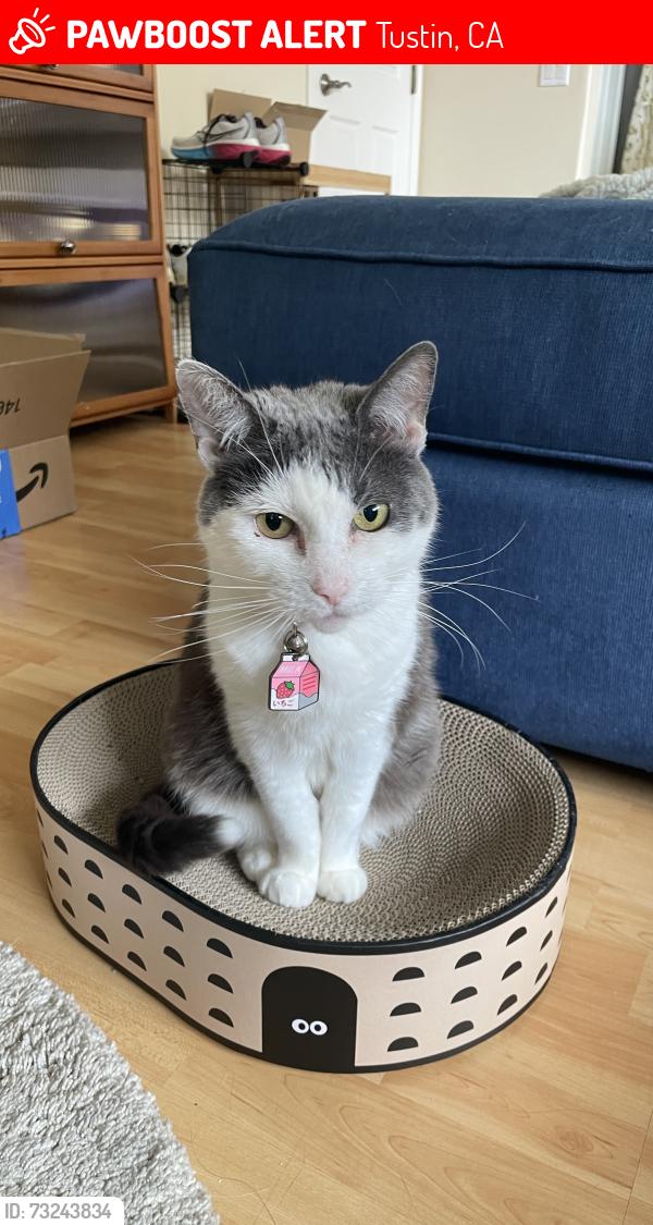 Lost Female Cat last seen Tustin Fields, Tustin, CA 92782