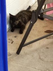 Found/Stray Unknown Cat last seen Stapley and University, Mesa, AZ 85203
