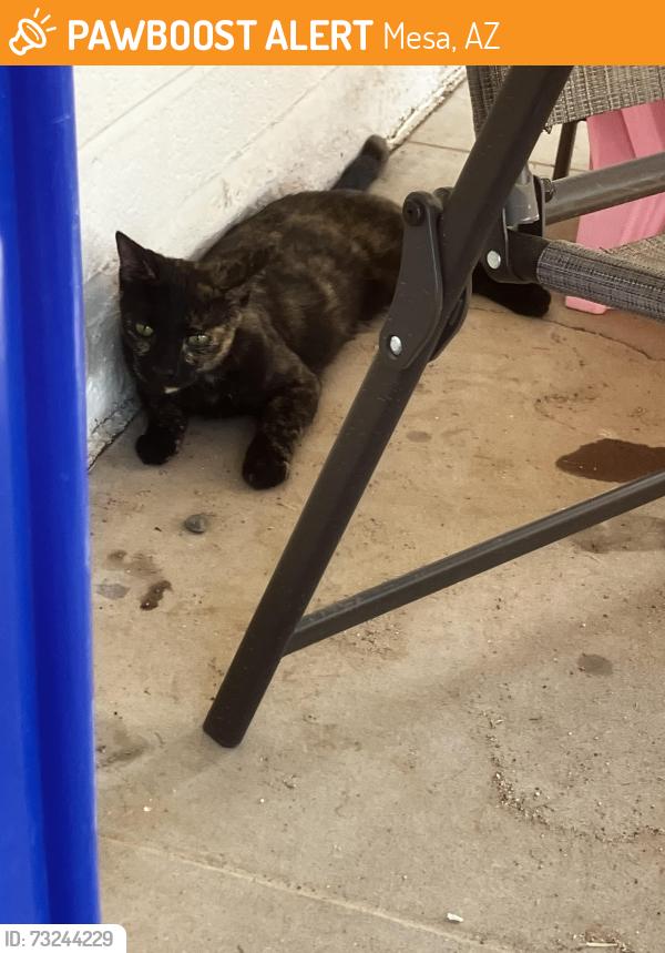 Found/Stray Unknown Cat last seen Stapley and University, Mesa, AZ 85203