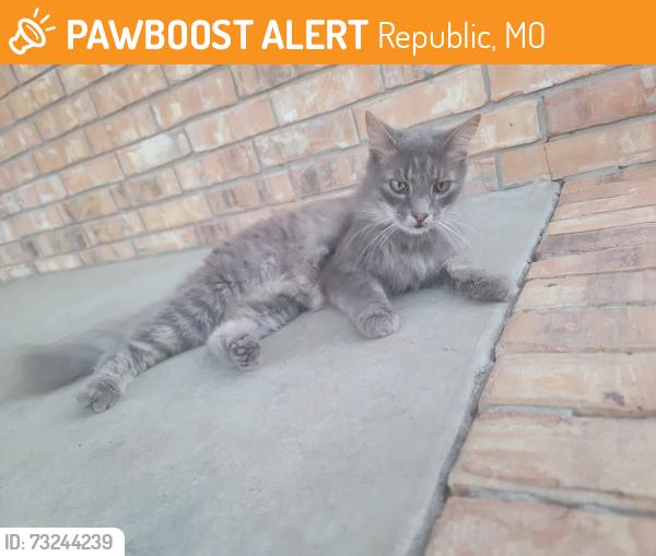 Found/Stray Unknown Cat last seen Cherrywood and Hines Republic Mo, Republic, MO 65738