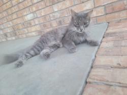 Found/Stray Unknown Cat last seen Cherrywood and Hines Republic Mo, Republic, MO 65738