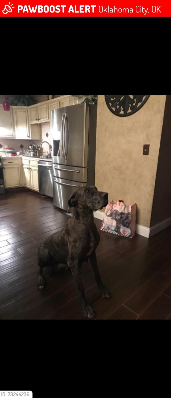 Lost Female Dog last seen SW 49th St and Villa, Oklahoma City, OK 73119