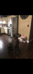 Lost Female Dog last seen SW 49th St and Villa, Oklahoma City, OK 73119