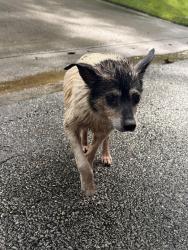 Found/Stray Unknown Dog last seen Altadena Road, Vestavia Hills, AL 35243