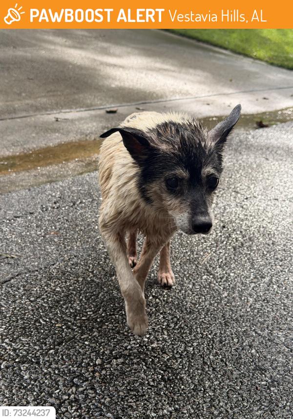 Found/Stray Unknown Dog last seen Altadena Road, Vestavia Hills, AL 35243