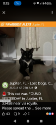 Reunited Male Cat last seen Via royale, Jupiter, FL 33458