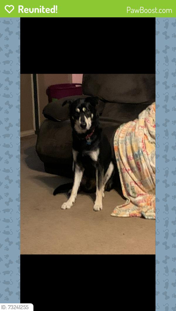 Reunited Male Dog last seen Grace st, Bryant Rd, Conroe, TX 77303