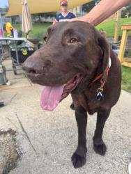 Found/Stray Male Dog last seen Near Pig farm or hideaway kennels, Caldwell County, NC 28630