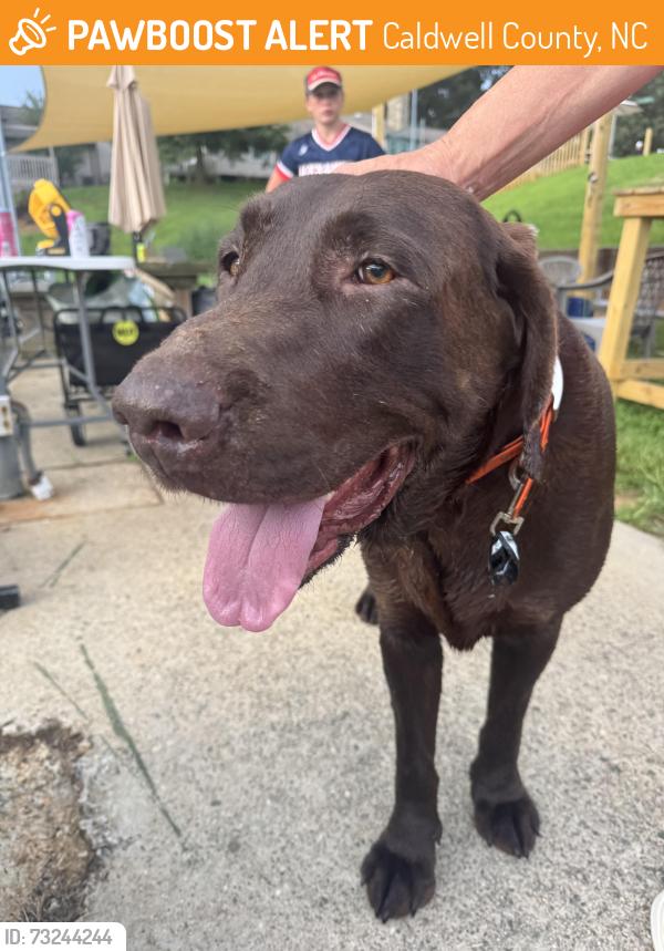 Found/Stray Male Dog last seen Near Pig farm or hideaway kennels, Caldwell County, NC 28630