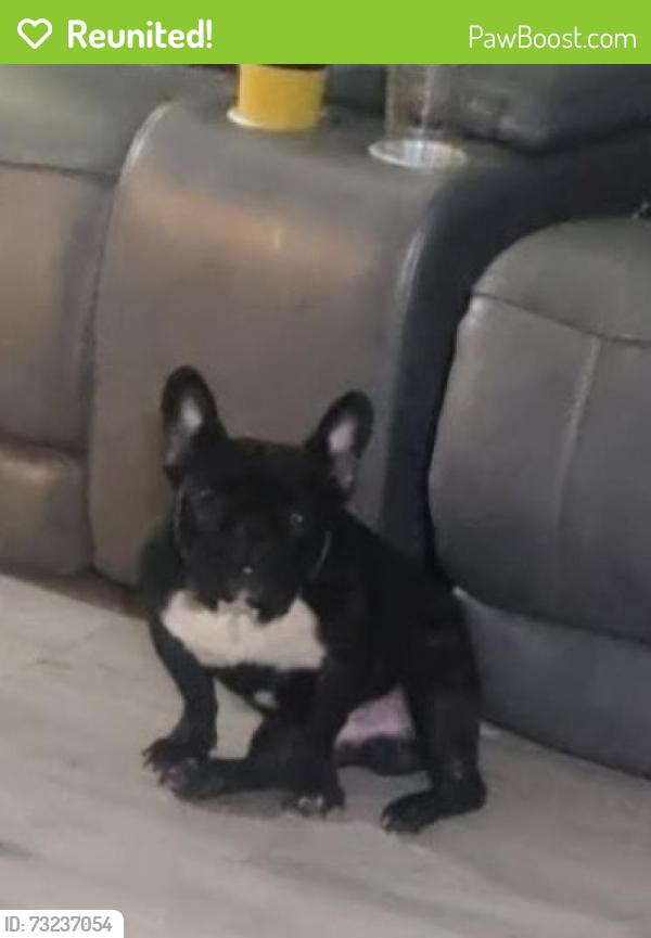 Reunited Male Dog last seen Near David rd, Hampton, GA 30228
