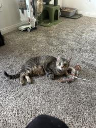 Lost Male Cat last seen A st ,& 29th on the corner, San Diego, CA 92102