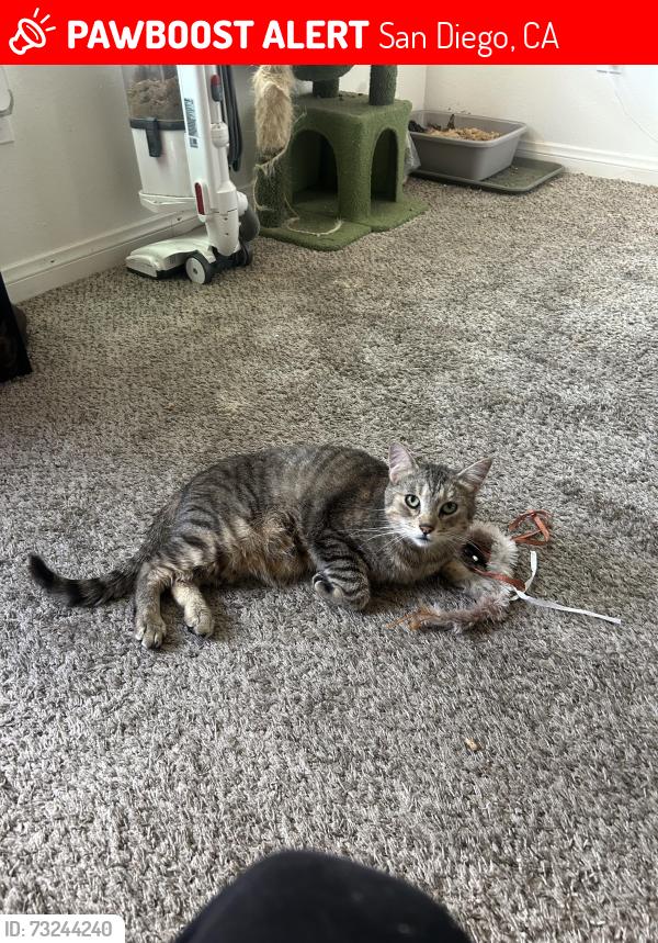 Lost Male Cat last seen A st ,& 29th on the corner, San Diego, CA 92102