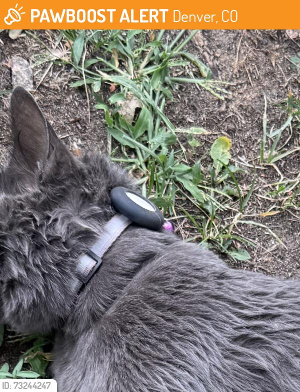 Found/Stray Unknown Cat last seen On the left hand corner of 17th and Adams, Denver, CO 80206