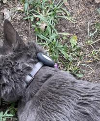 Found/Stray Unknown Cat last seen On the left hand corner of 17th and Adams, Denver, CO 80206