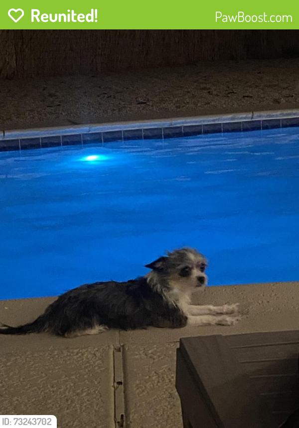 Reunited Female Dog last seen Wildcat Dr. or Doniphan Dr, Anthony, TX 79821