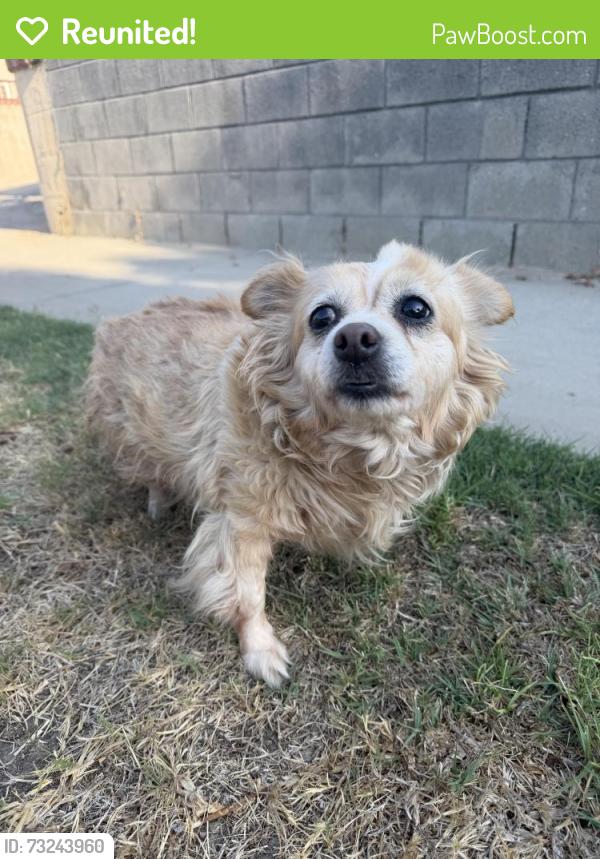 Reunited Unknown Dog last seen Lowell and Keats, Los Angeles, CA 90032