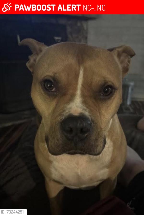 Lost Male Dog last seen Chimney rock, construction sites on hwy 9 bat cave, black mountain, NC-9, NC 28756