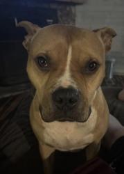 Lost Male Dog last seen Chimney rock, construction sites on hwy 9 bat cave, black mountain, NC-9, NC 28756