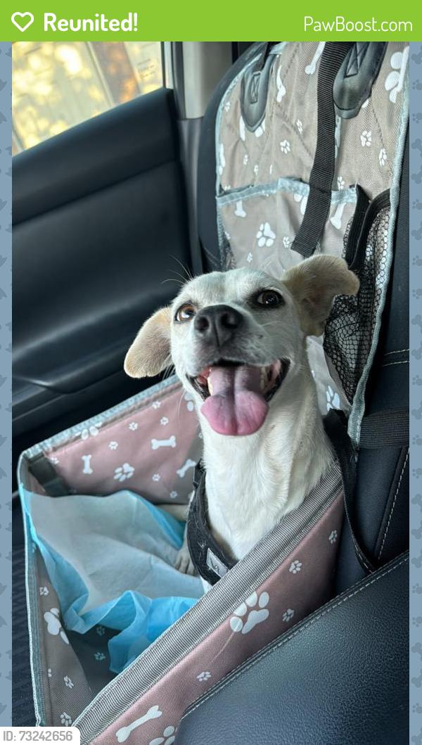 Reunited Male Dog last seen Hull way and lemon hill, Sacramento, CA 95823