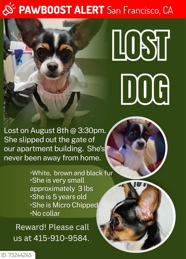 Lost Female Dog last seen Eight hundred block of golden gate, San Francisco, CA 94102