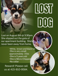 Lost Female Dog last seen Eight hundred block of golden gate, San Francisco, CA 94102