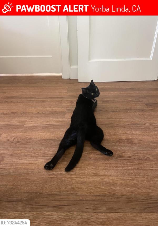 Lost Female Cat last seen Mountain View Ave/ Ohio street, Yorba Linda, CA 92886