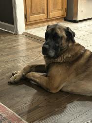 Reunited Male Dog last seen Haverford RD, Lane Rd, Columbus, OH 43220