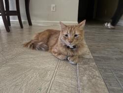 Lost Male Cat last seen Glendale and 55th drive, Glendale, AZ 85301