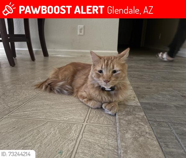 Lost Male Cat last seen Glendale and 55th drive, Glendale, AZ 85301
