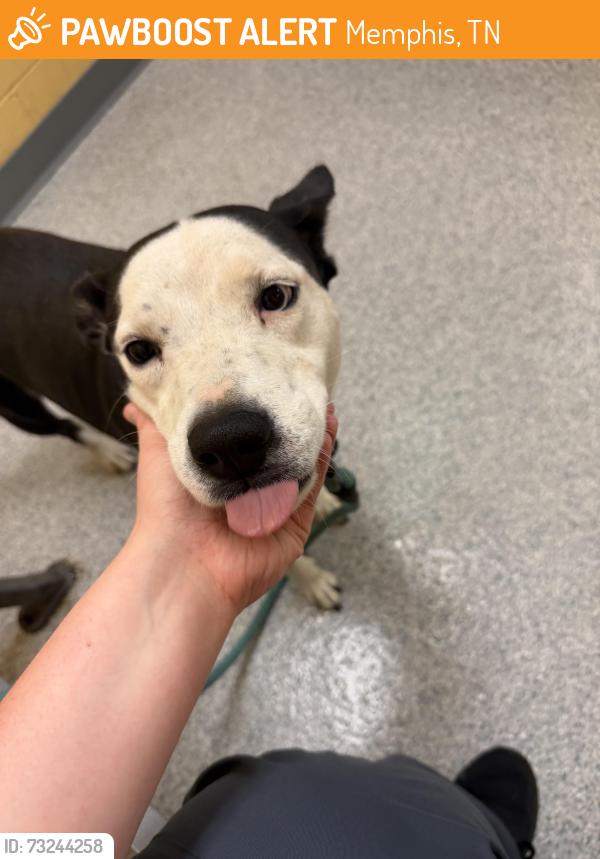 Found/Stray Female Dog last seen Near new Brownsville rd, Memphis, TN 38135