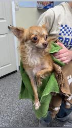 Lost Male Dog last seen St. anthony, Saint Anthony, MN 55418