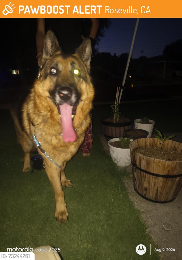 Found/Stray Male Dog last seen Frances and oak ridge, Roseville, CA 95661
