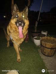 Found/Stray Male Dog last seen Frances and oak ridge, Roseville, CA 95661