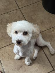 Lost Male Dog last seen Alaska Ave & Osceola Street, St. Louis, MO 63118