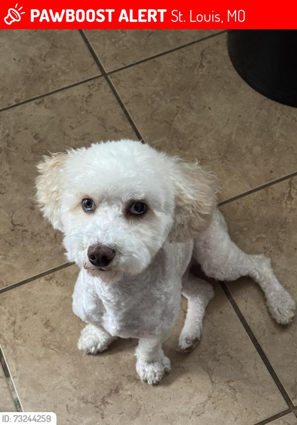 Lost Male Dog last seen Alaska Ave & Osceola Street, St. Louis, MO 63118