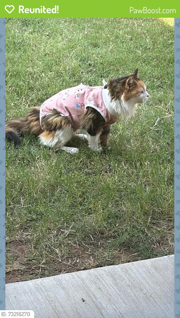 Reunited Unknown Cat last seen Emerald vista, Wylie, TX 75098