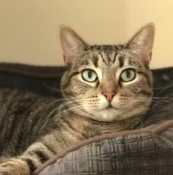 Reunited Female Cat last seen Mast & Halberns Blvd, Santee, CA 92071