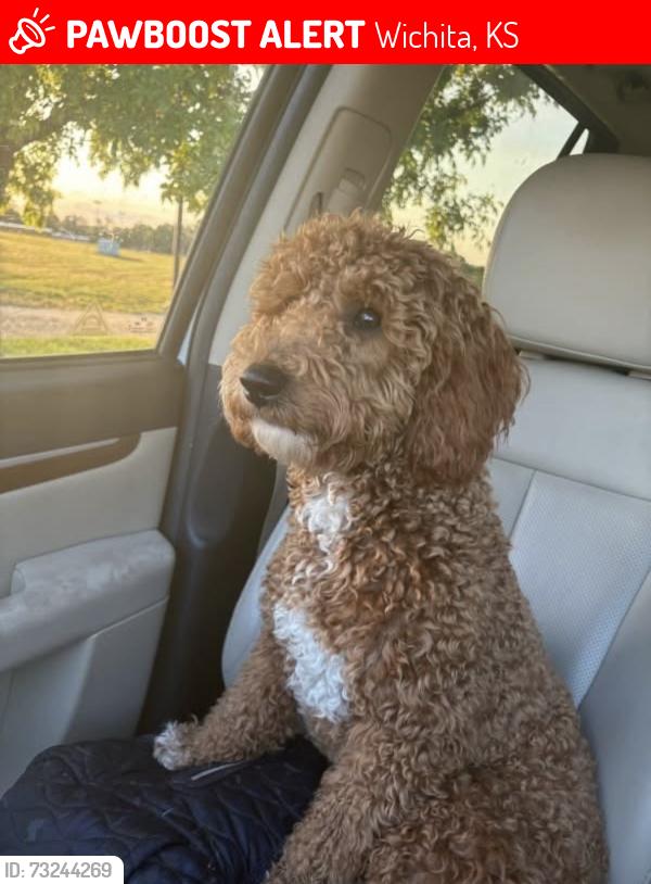Lost Male Dog last seen 9th and Old manor rd, Wichita, KS 67208