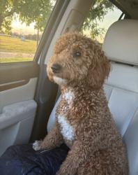 Lost Male Dog last seen 9th and Old manor rd, Wichita, KS 67208