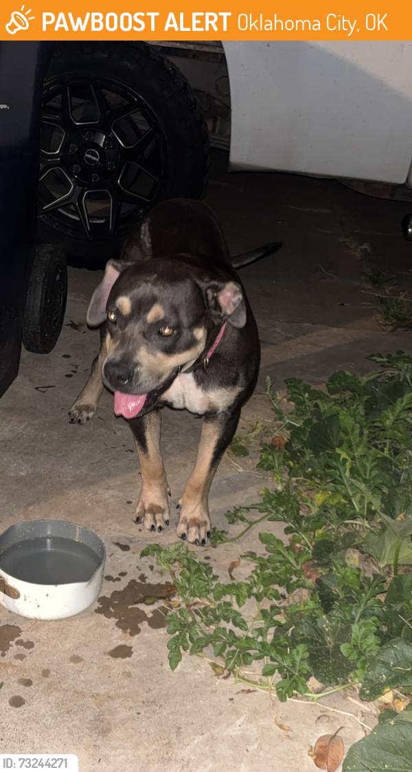 Found/Stray Female Dog last seen 59th may, Oklahoma City, OK 73119