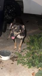 Found/Stray Female Dog last seen 59th may, Oklahoma City, OK 73119